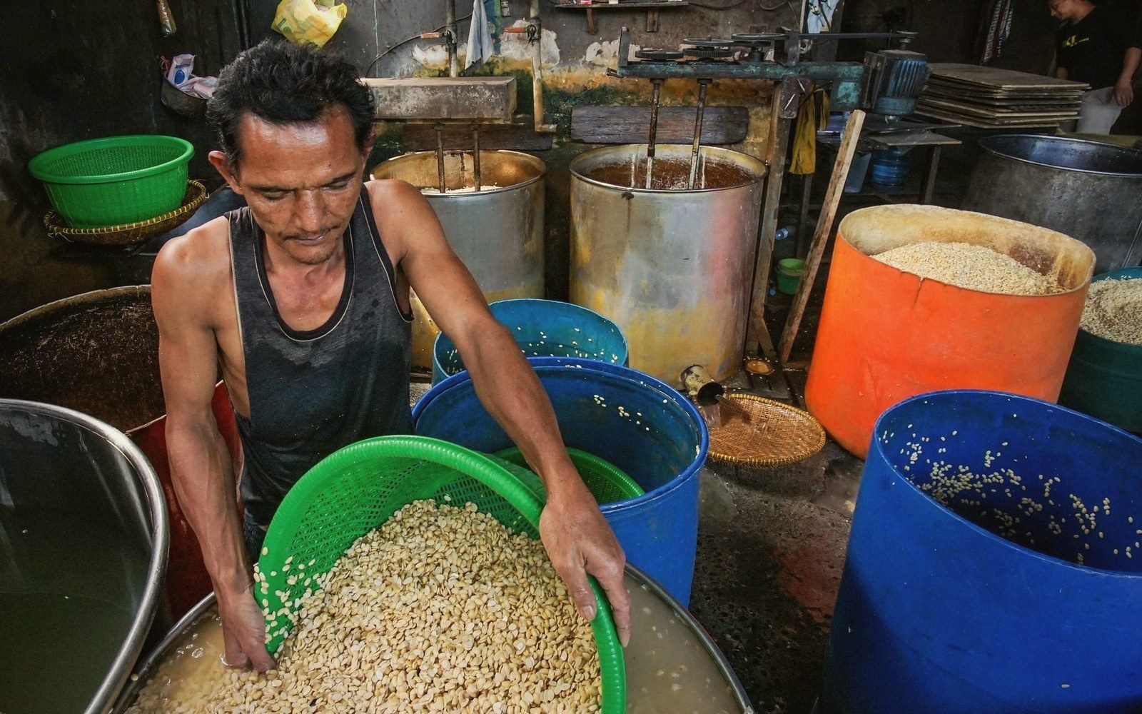 A worker sorts soaked soybeans in a green plastic basket among large barrels